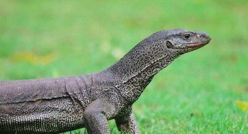 印度巨蜥爆料新闻最新版,揭秘神秘生物的生存现状与挑战  第1张